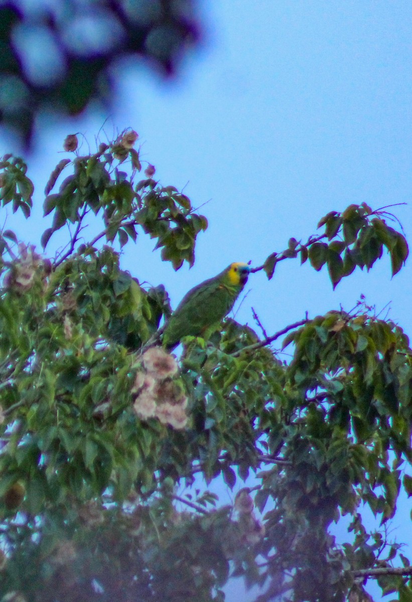 Turquoise-fronted Amazon - ML644989260