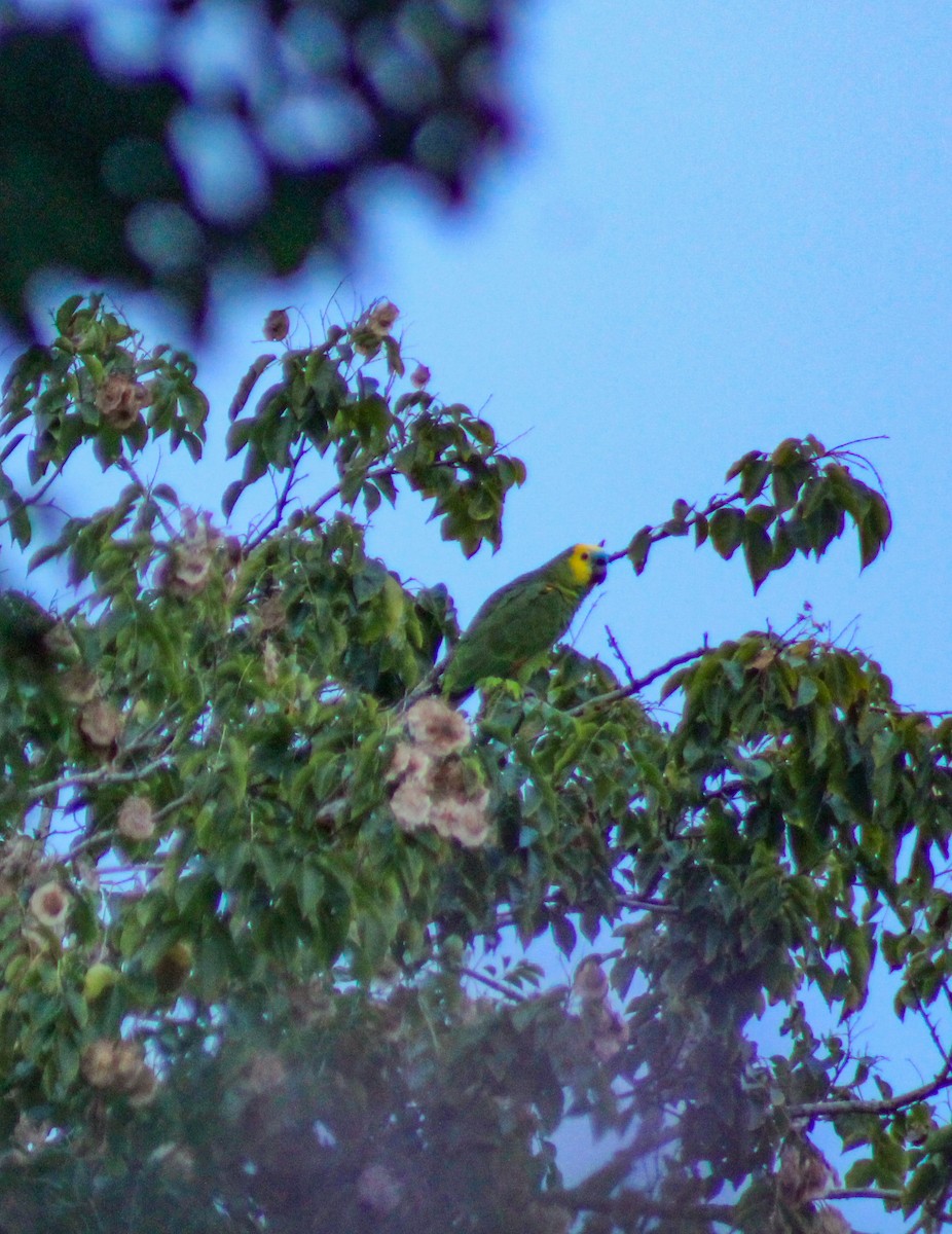 Turquoise-fronted Amazon - ML644989261