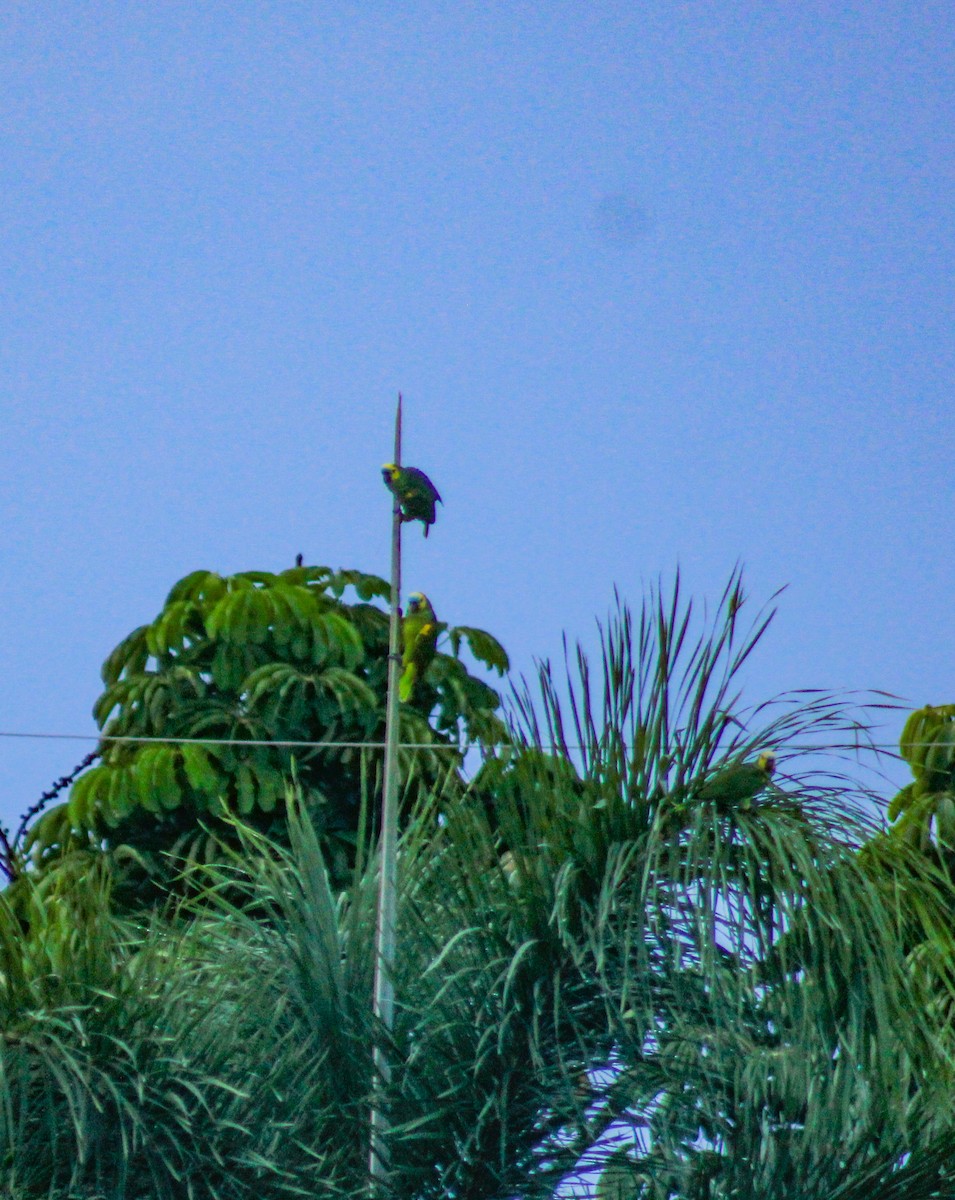 Turquoise-fronted Amazon - ML644989262