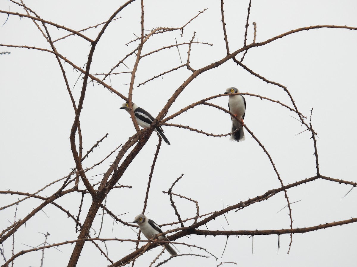 White-crested Helmetshrike - ML644989264