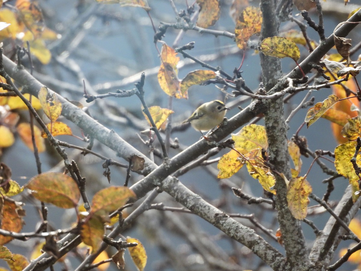 Goldcrest - ML644989265