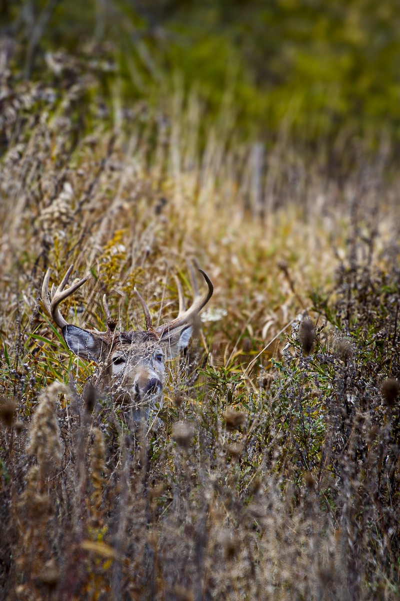 Northern White-tailed Deer - ML644989279