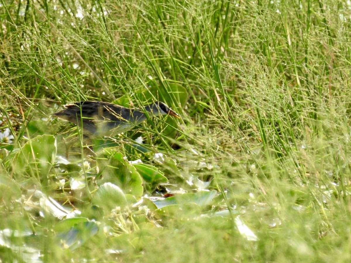 chřástal popelavý - ML644989282