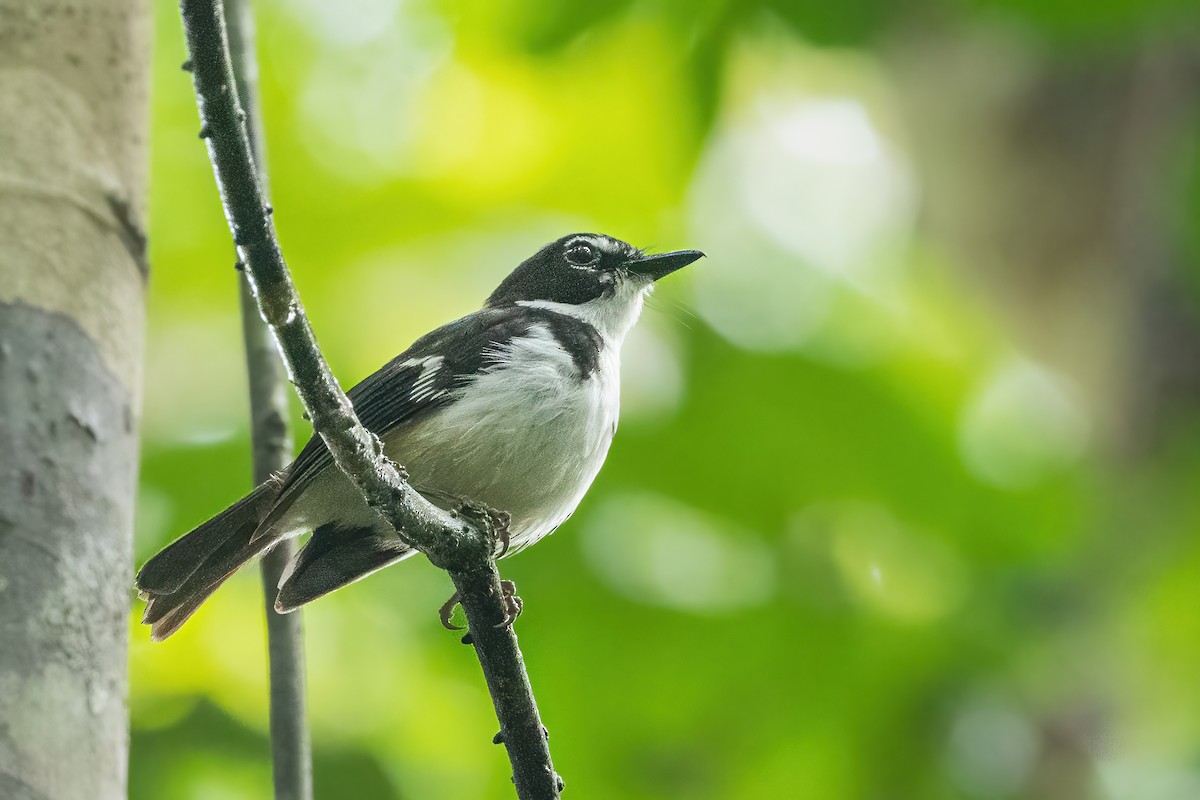 Petroica Flanquinegra - ML644989303