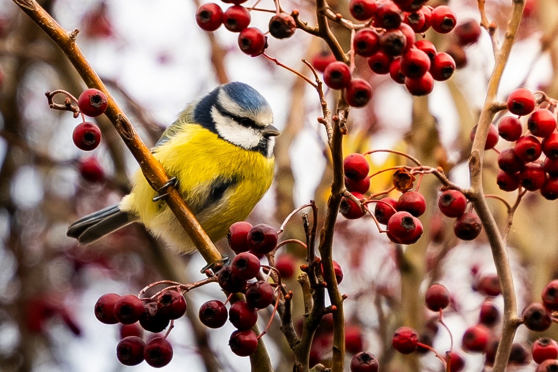 Eurasian Blue Tit - ML644989318