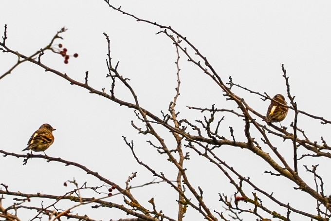 Brambling - ML644989322