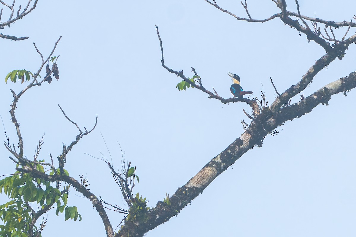 Cucaburra Ventrirrufa - ML644989323