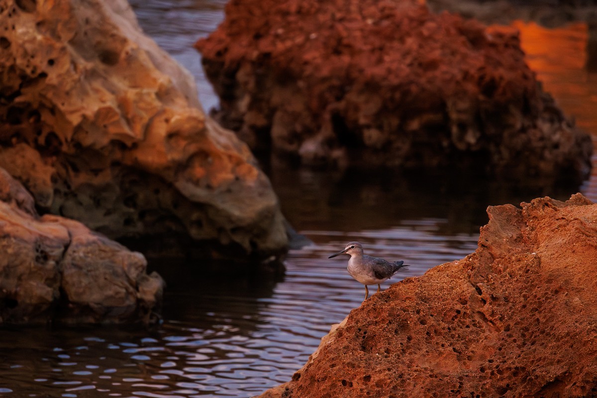 キアシシギ - ML644989327