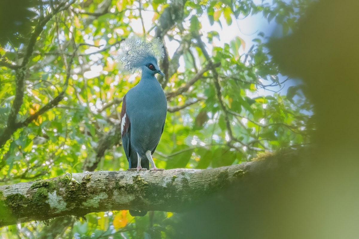 Gura Occidental - ML644989328