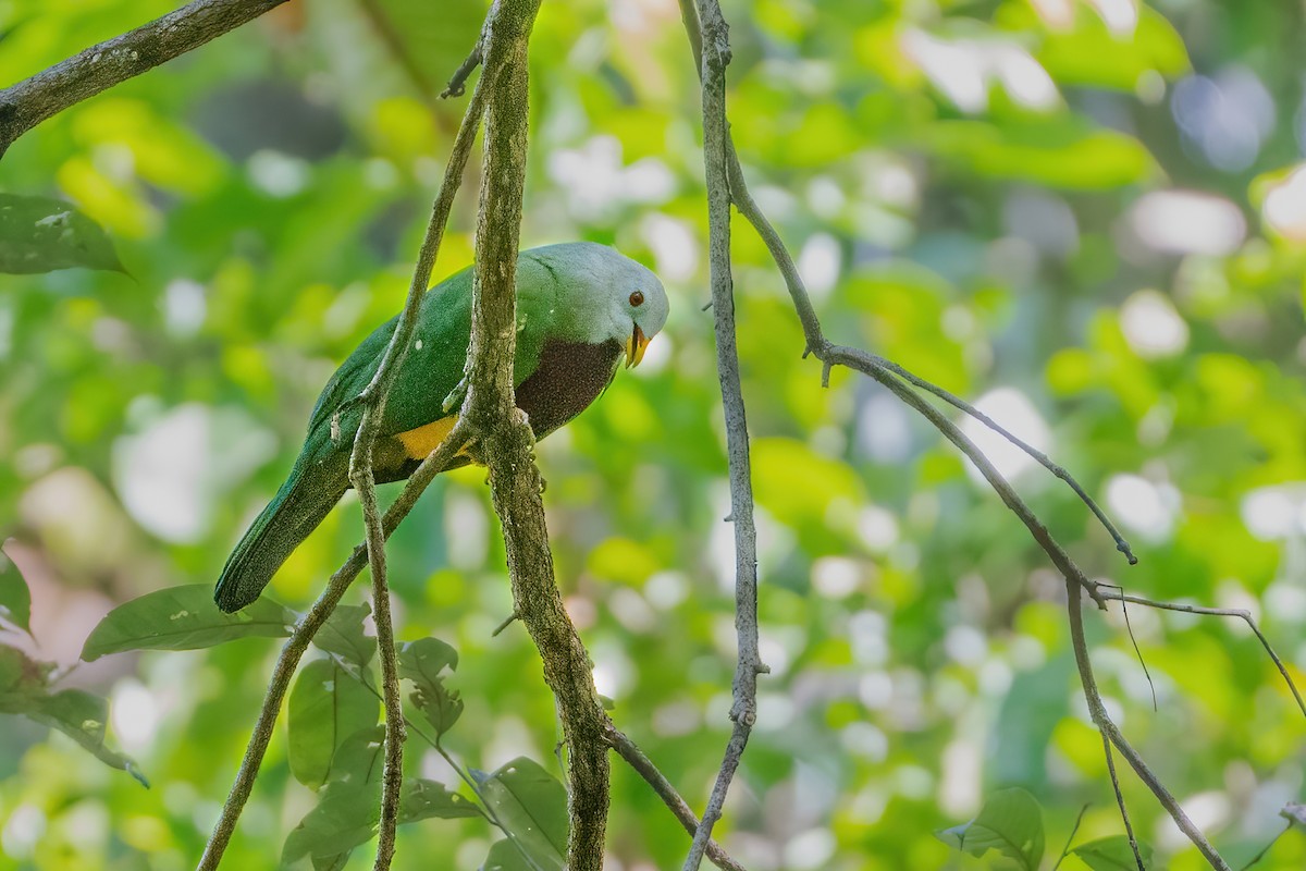 Tilopo Magnífico - ML644989330