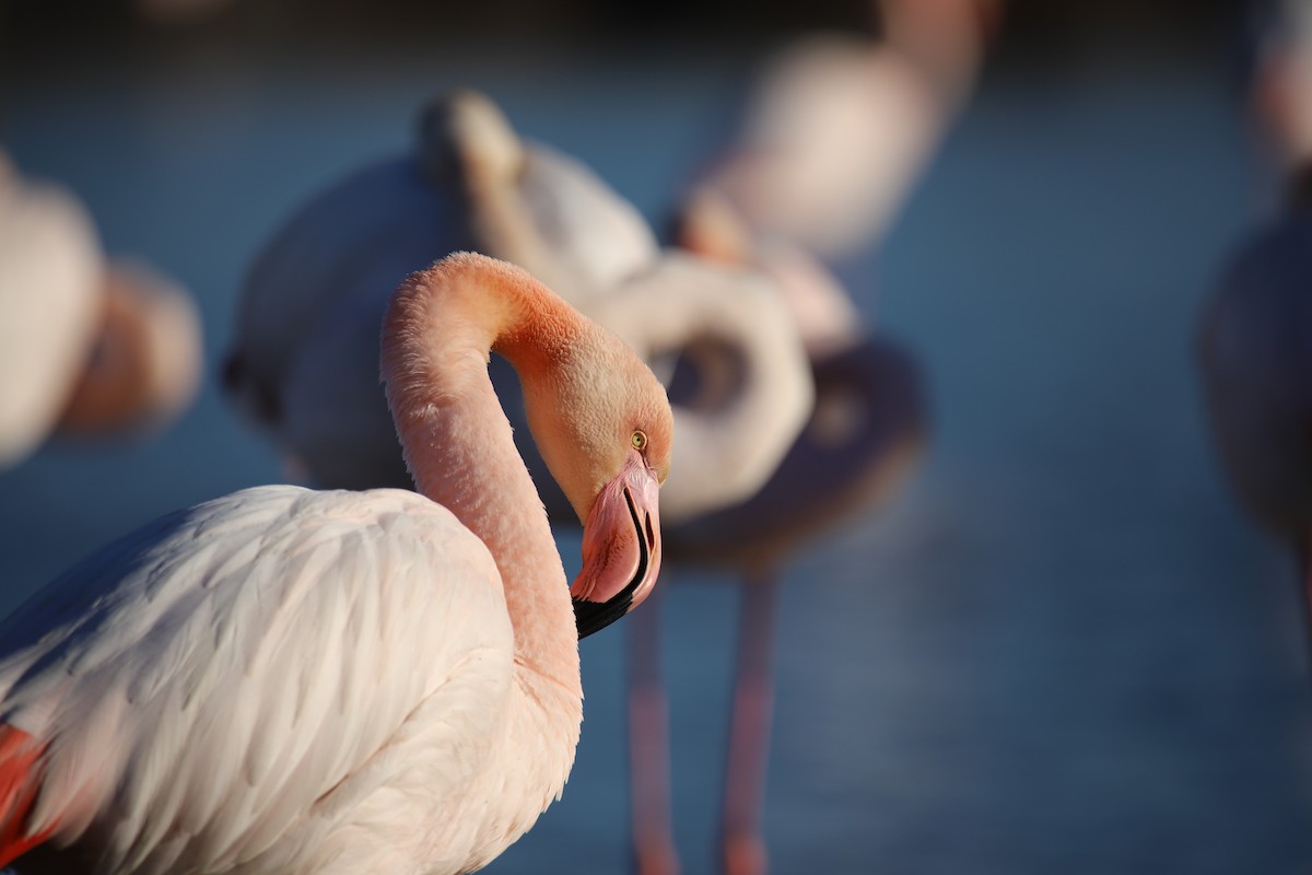 Flamenco Común - ML644989331