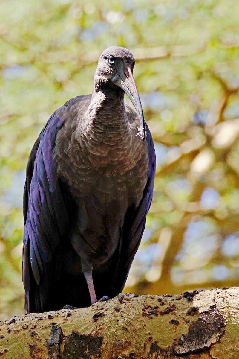 Ibis Hadada - ML644989332