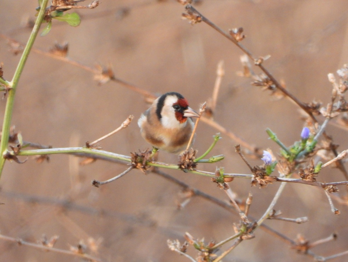 Jilguero Europeo - ML644989333