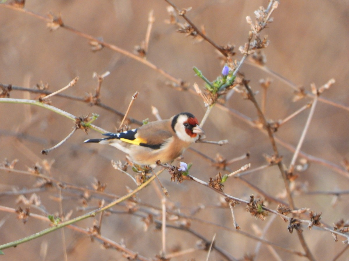 Jilguero Europeo - ML644989335