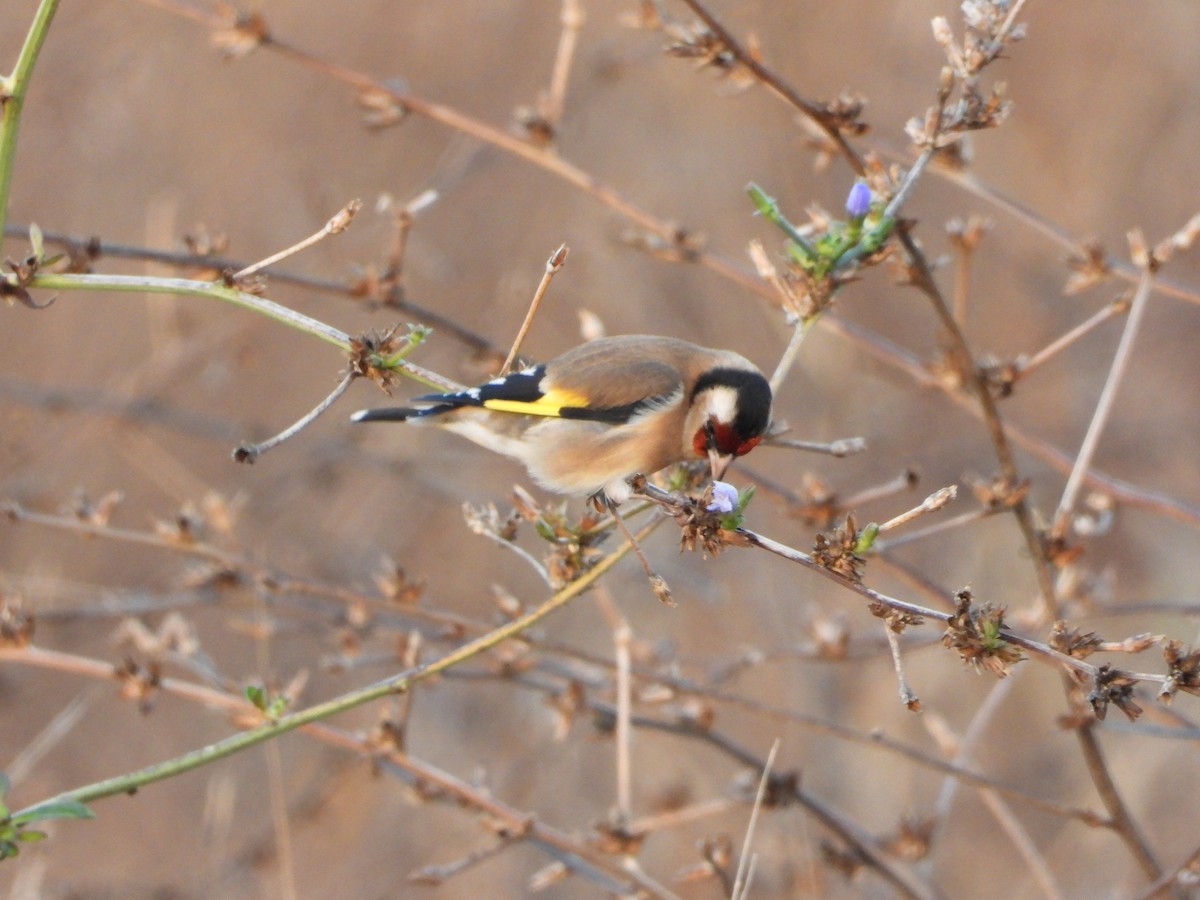 Jilguero Europeo - ML644989336