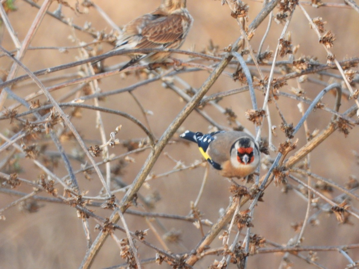 Jilguero Europeo - ML644989337