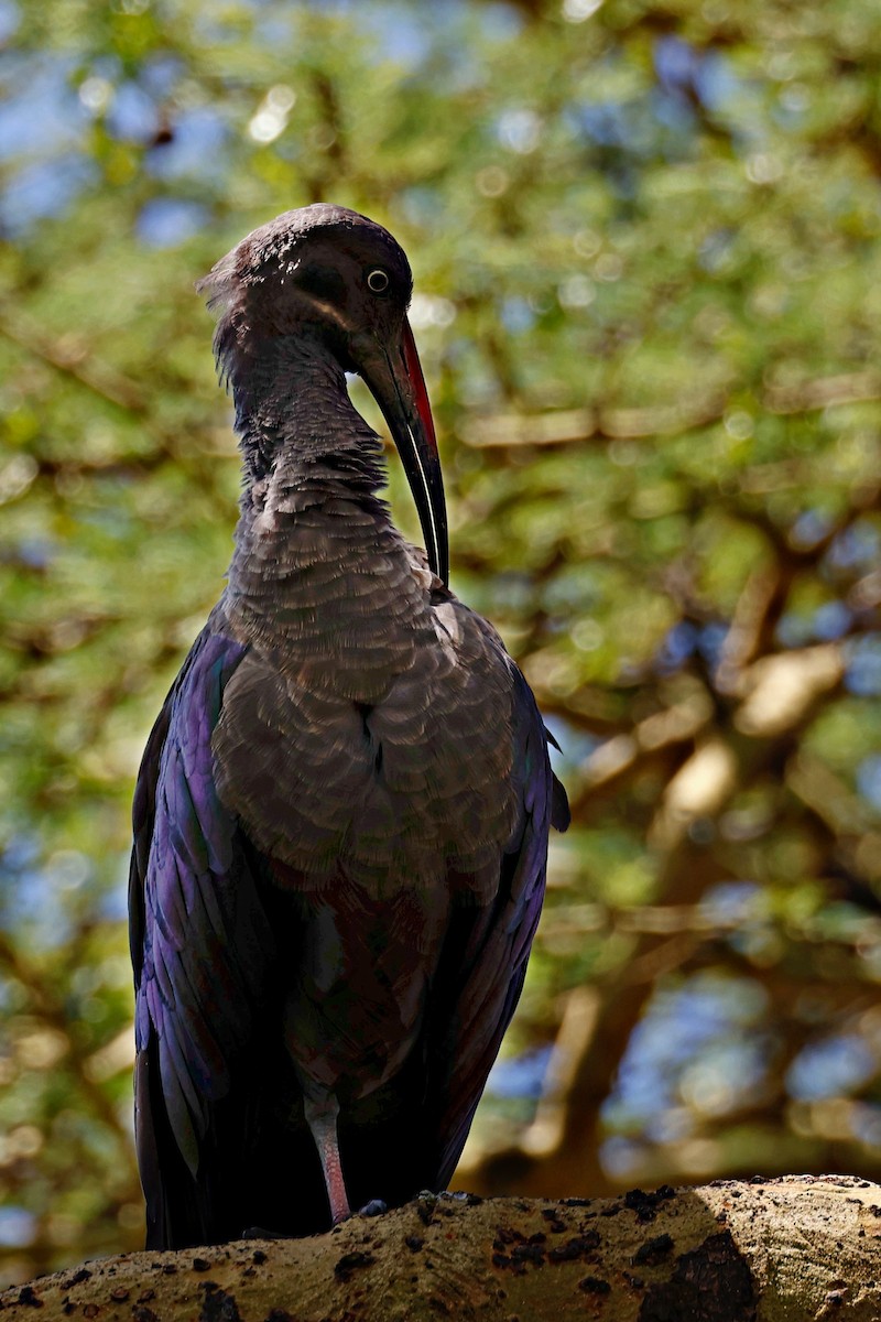 Ibis Hadada - ML644989339