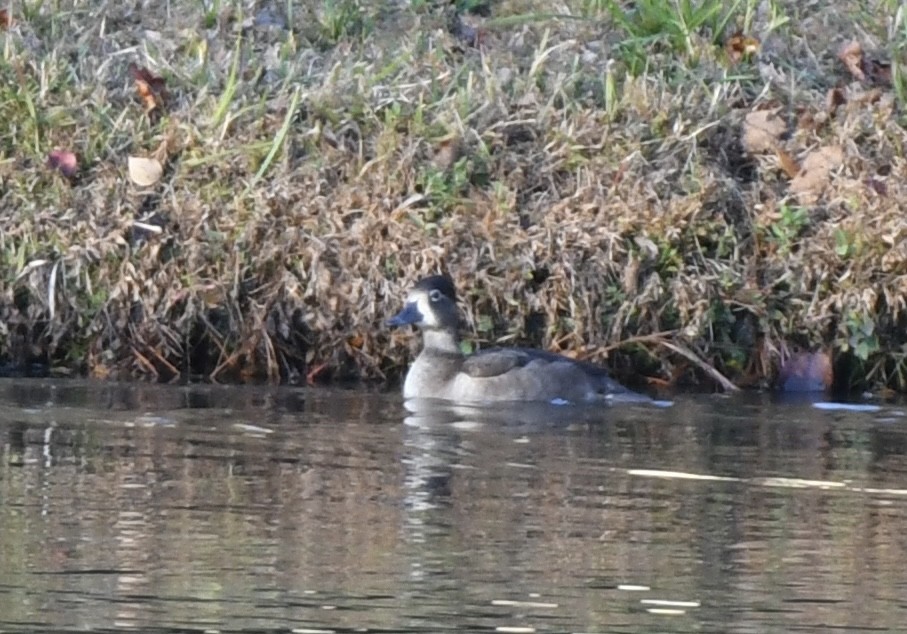 Porrón Acollarado - ML644989340