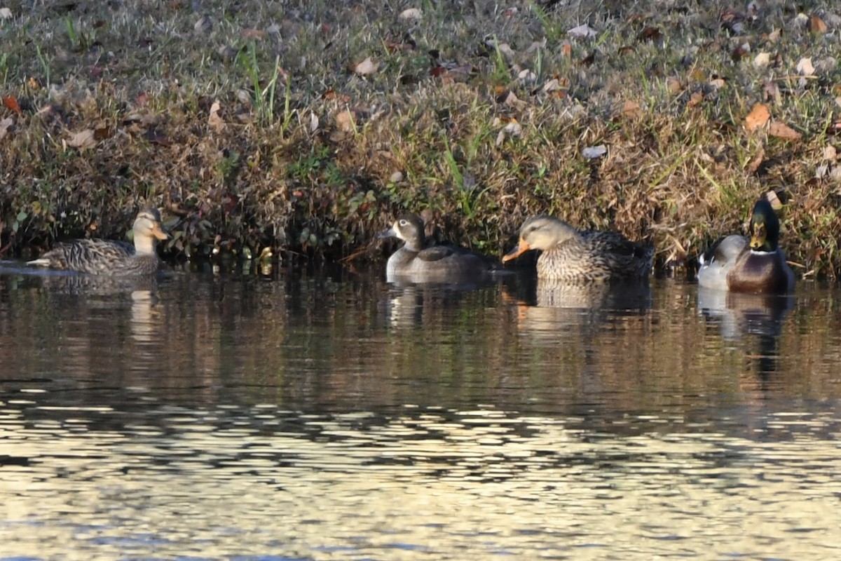 Porrón Acollarado - ML644989341