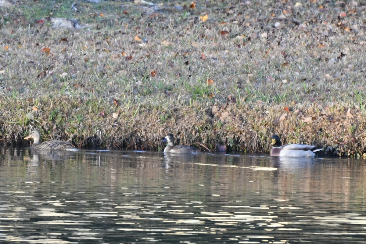 Porrón Acollarado - ML644989342