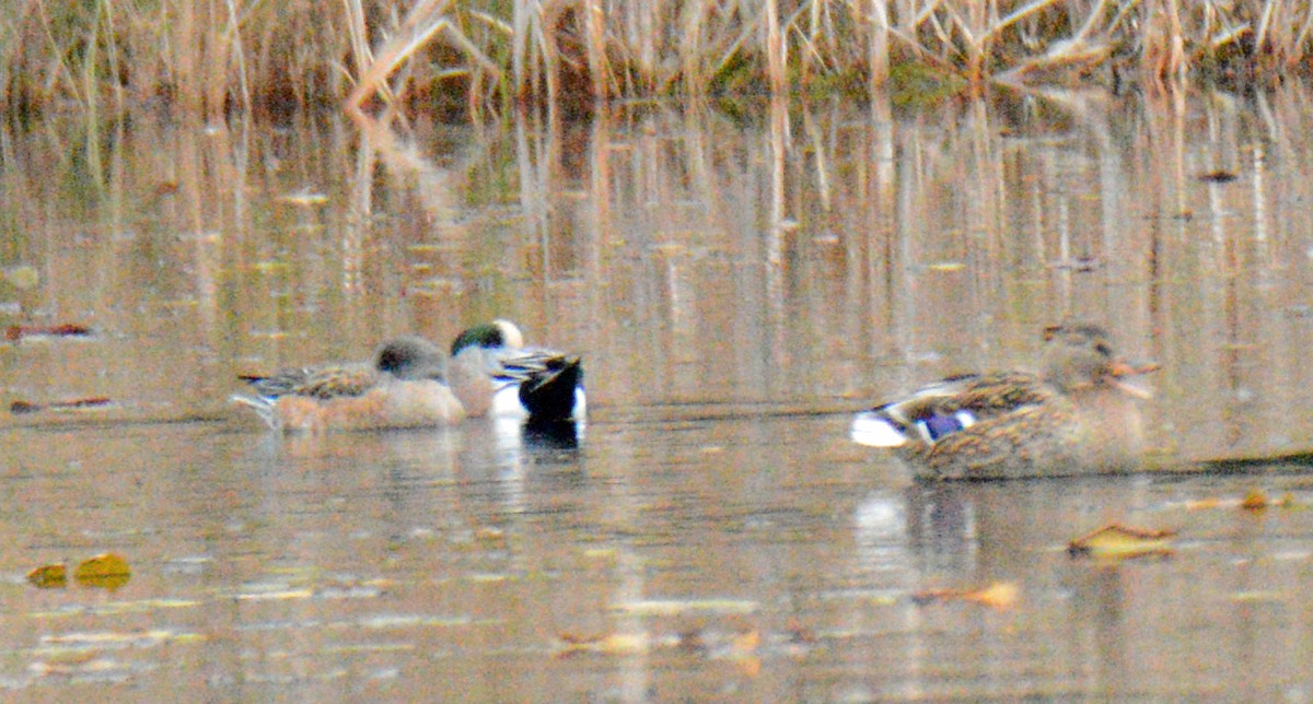 Silbón Americano - ML644989344