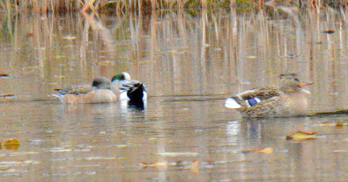 Silbón Americano - ML644989345