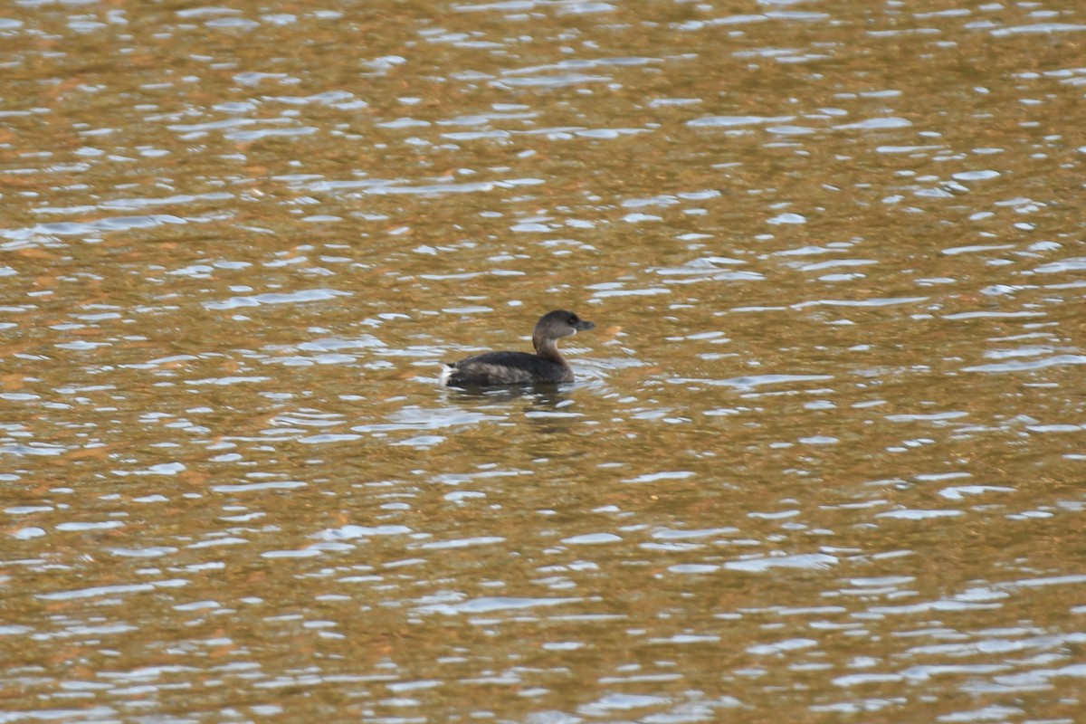 Zampullín Picogrueso - ML644989347