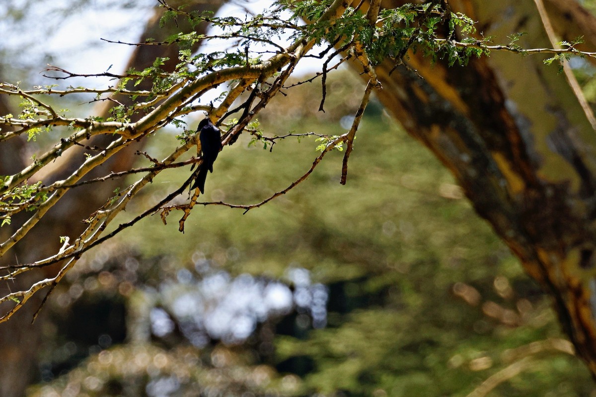 Drongo Ahorquillado - ML644989348
