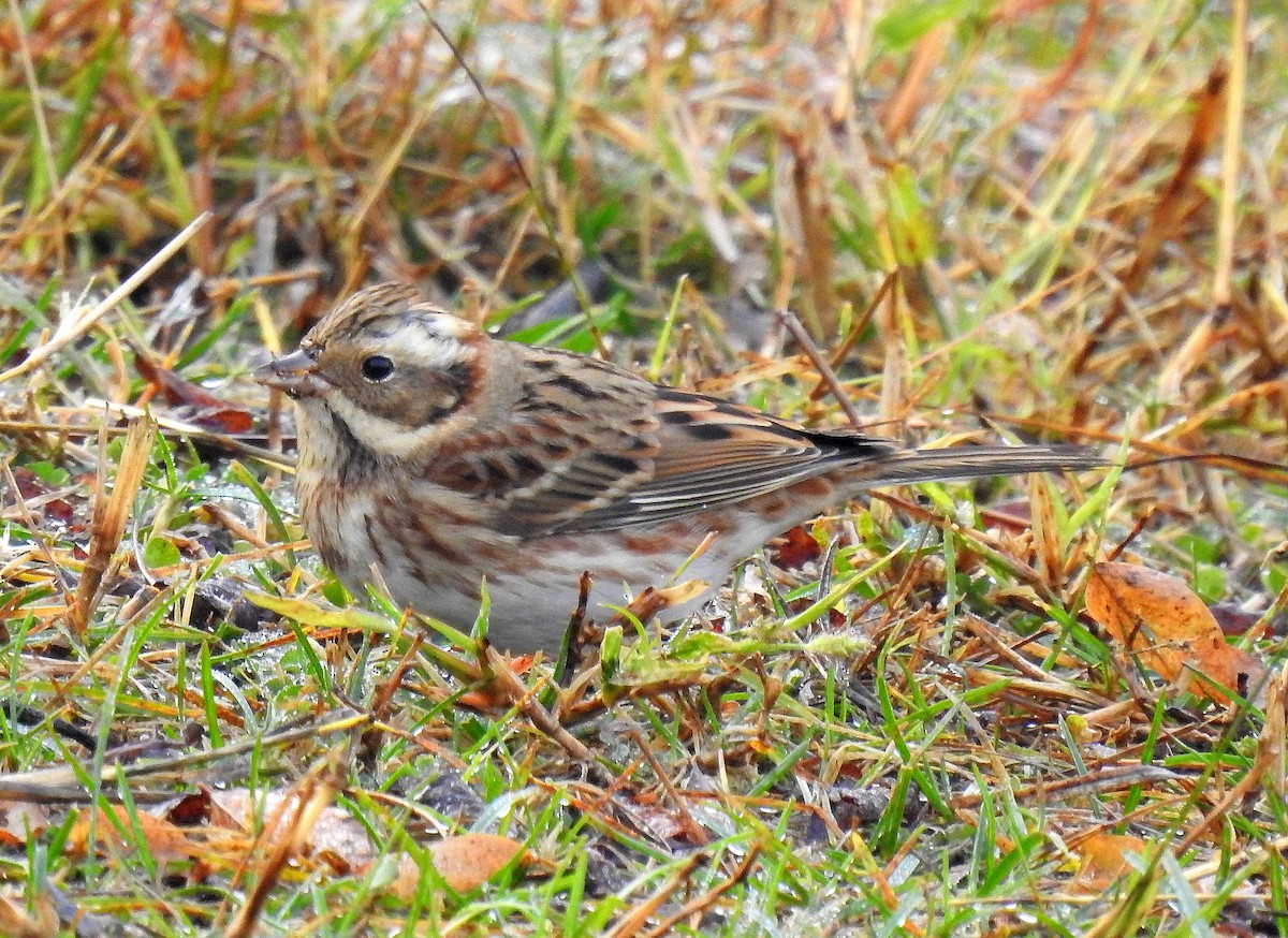 Rustic Bunting - ML644989350