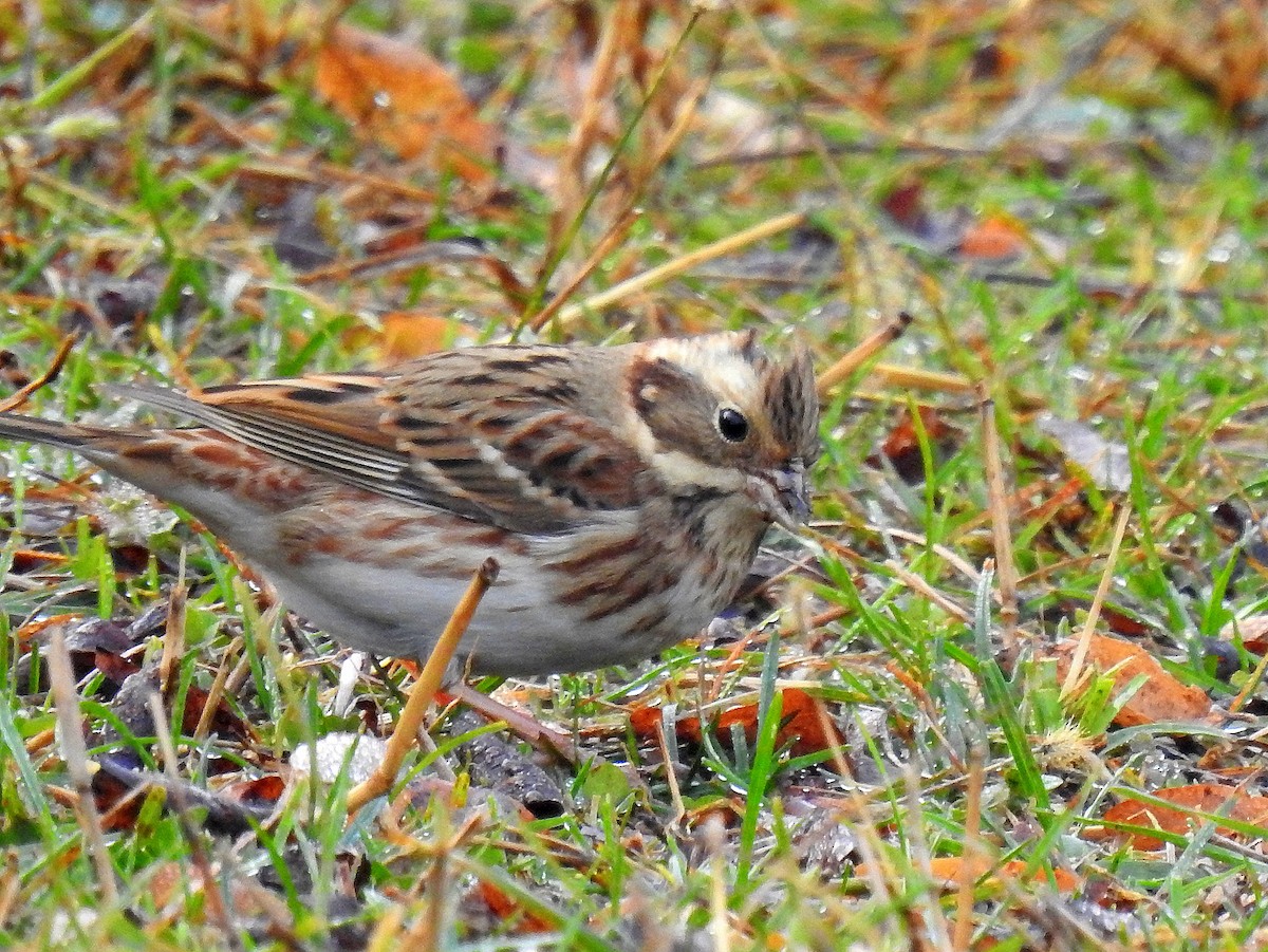 Rustic Bunting - ML644989351