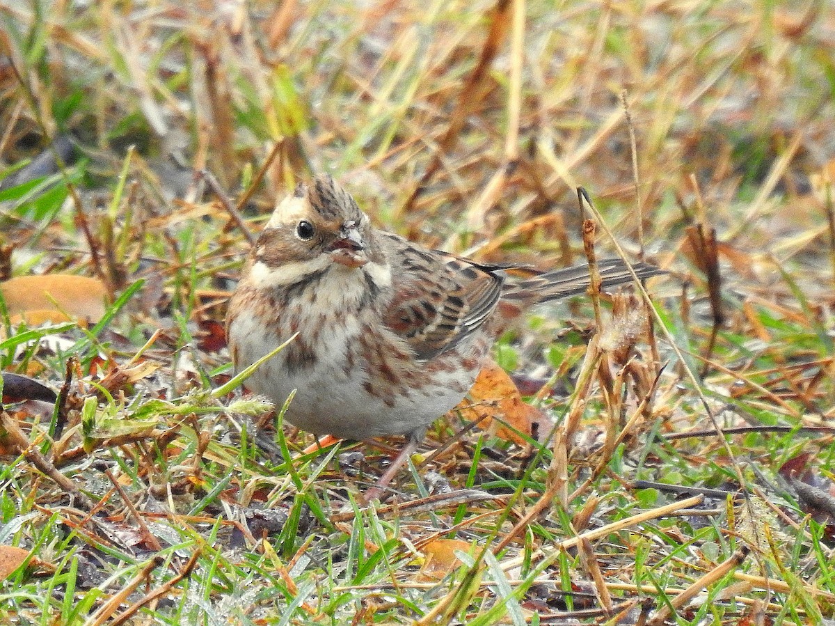 Rustic Bunting - ML644989353