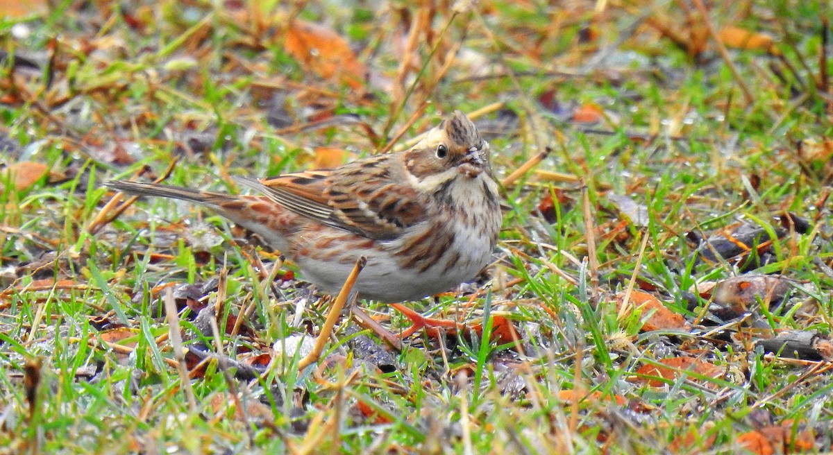 Rustic Bunting - ML644989354
