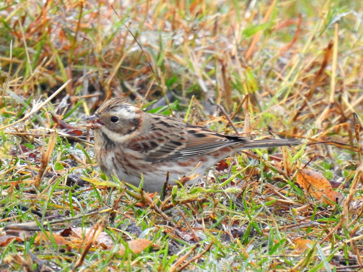 Rustic Bunting - ML644989355