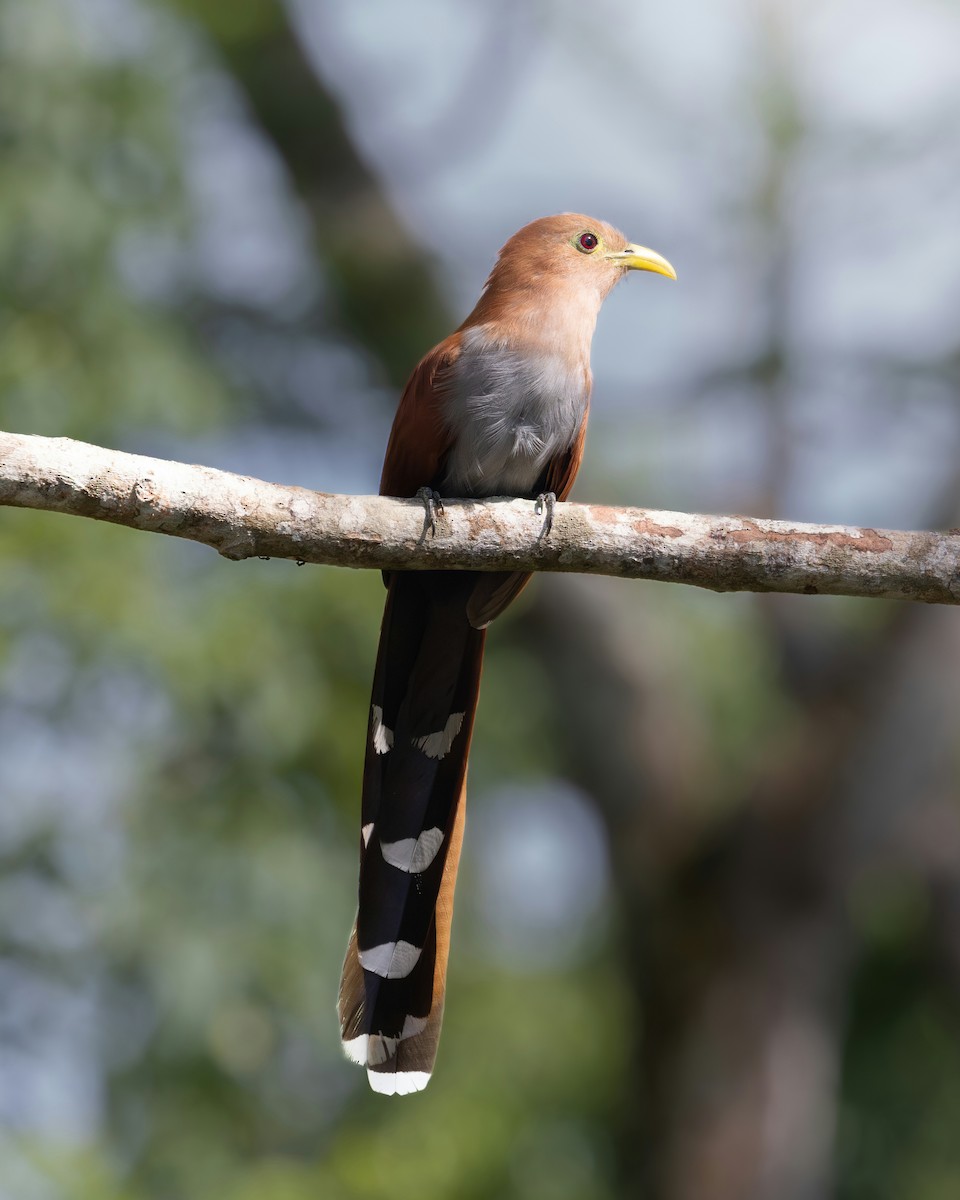 Cuco Ardilla Común - ML644989356