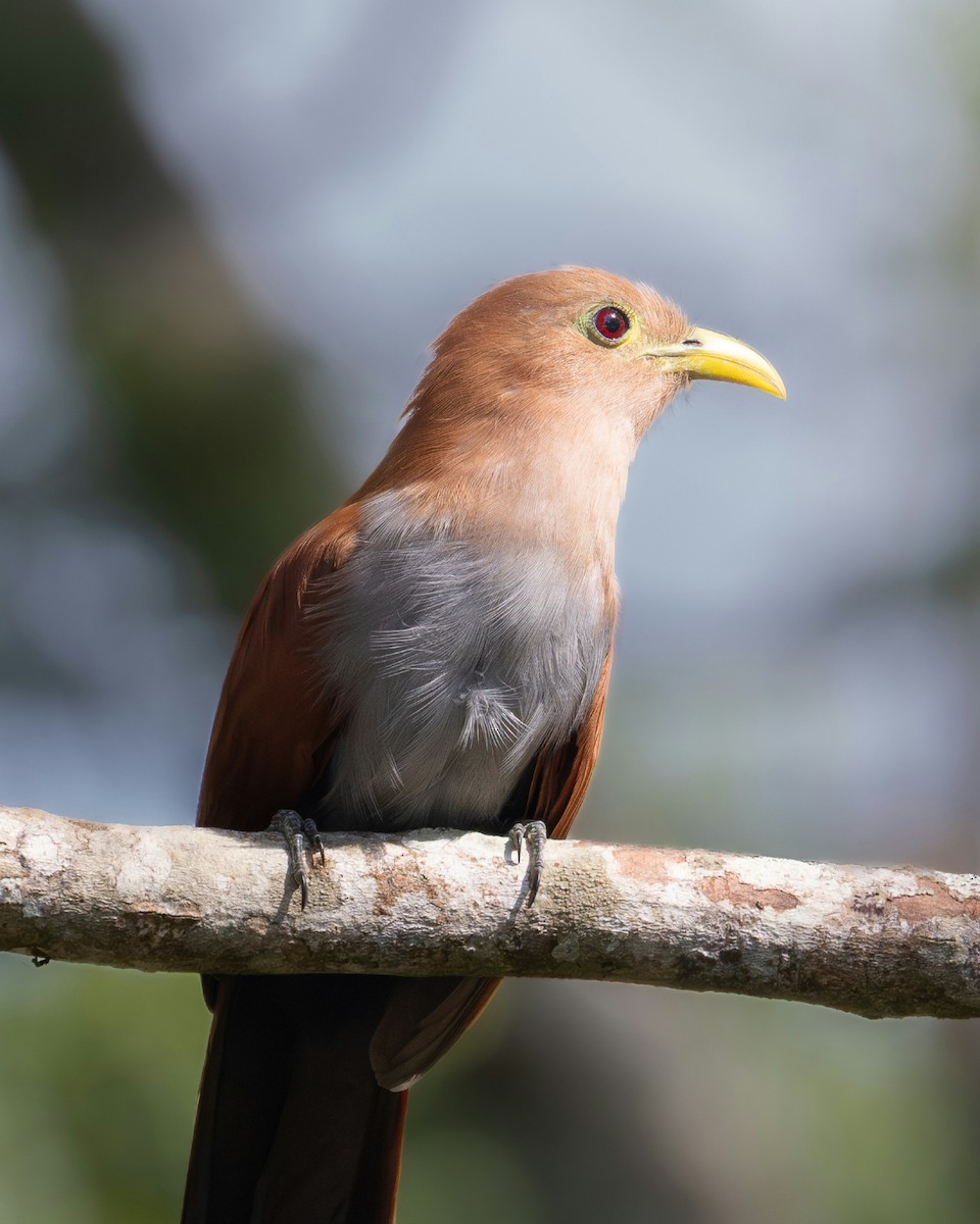 Cuco Ardilla Común - ML644989357