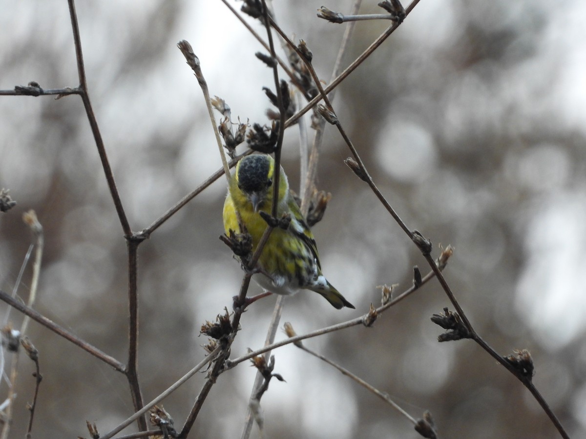 Jilguero Lúgano - ML644989358