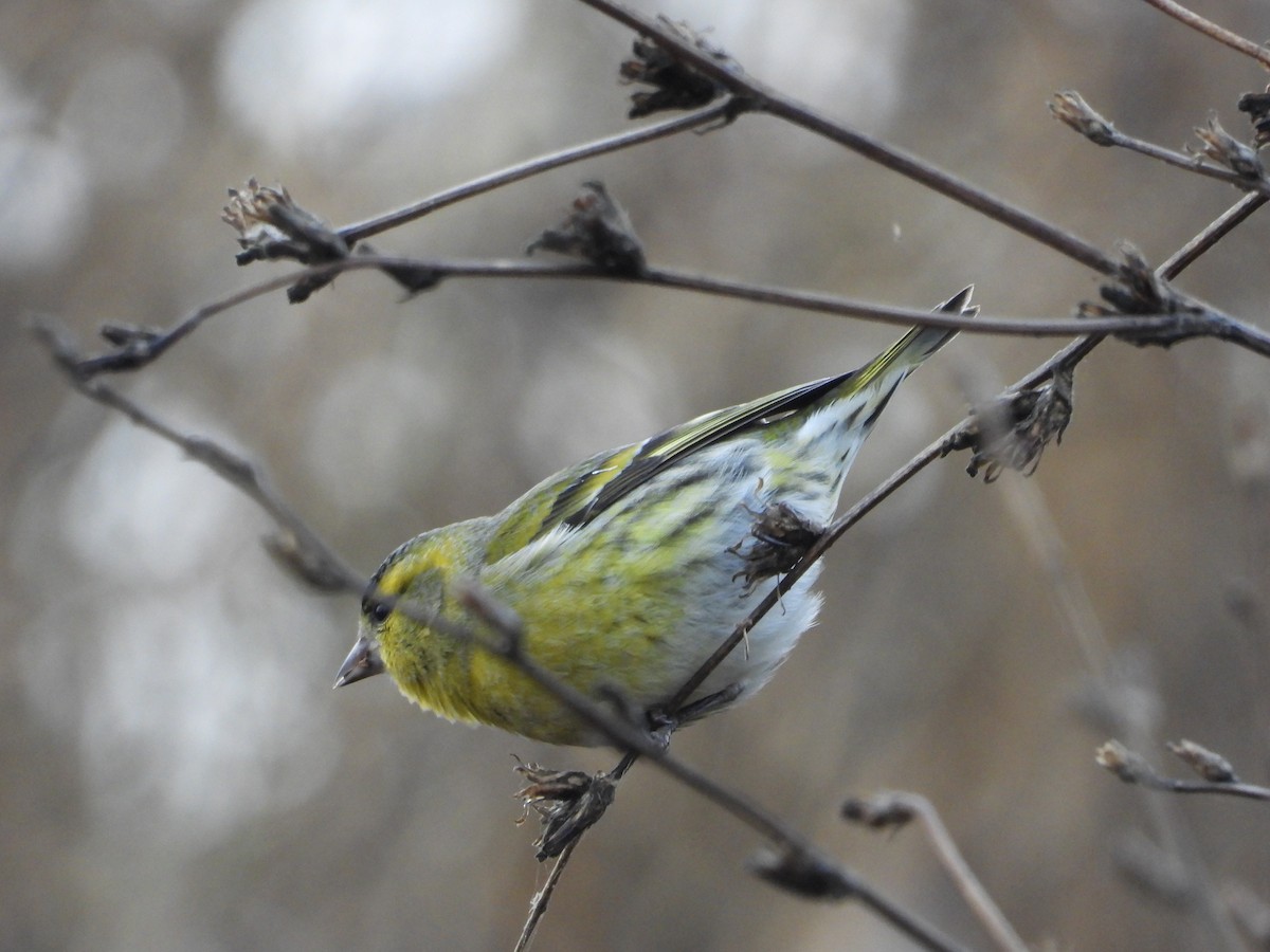 Jilguero Lúgano - ML644989359