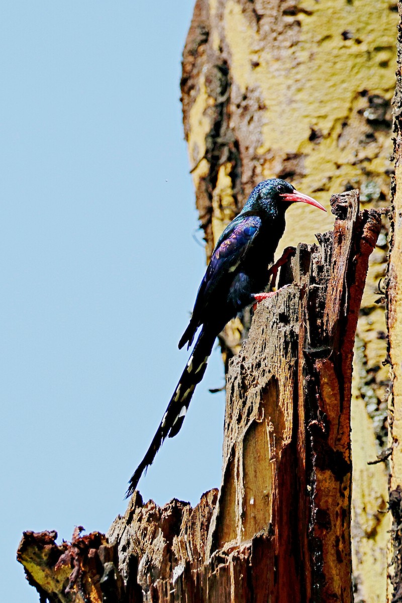 Abubilla Arbórea Verde - ML644989360