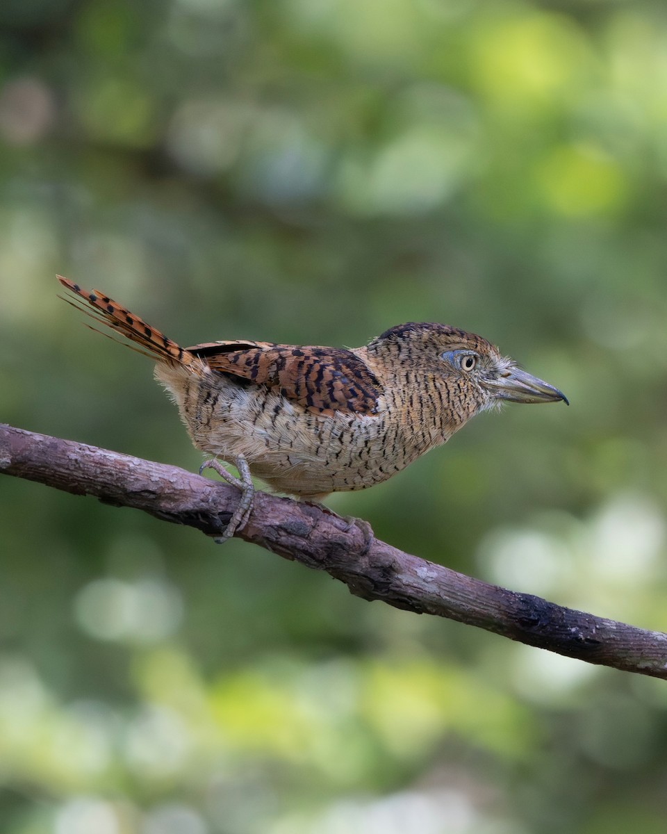 Buco Barrado - ML644989361