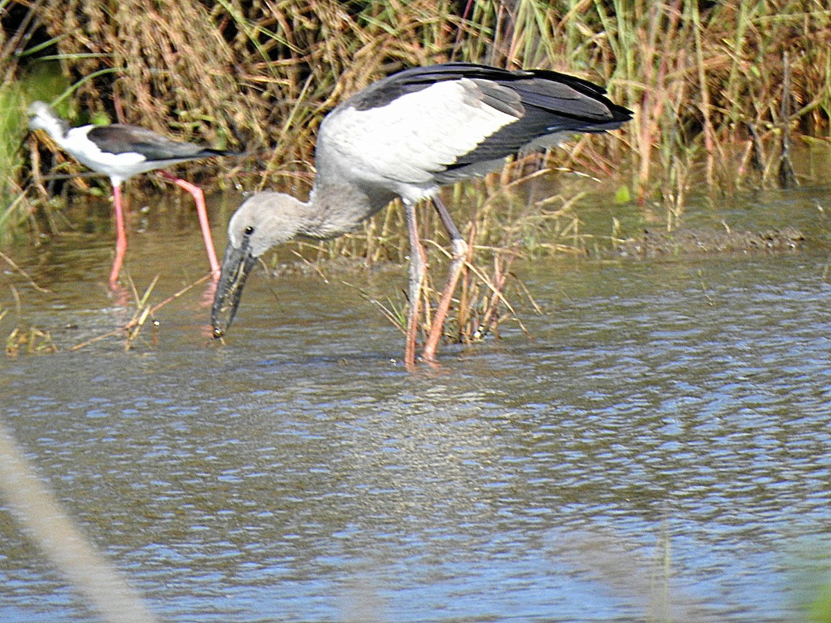Picotenaza Asiático - ML644989362
