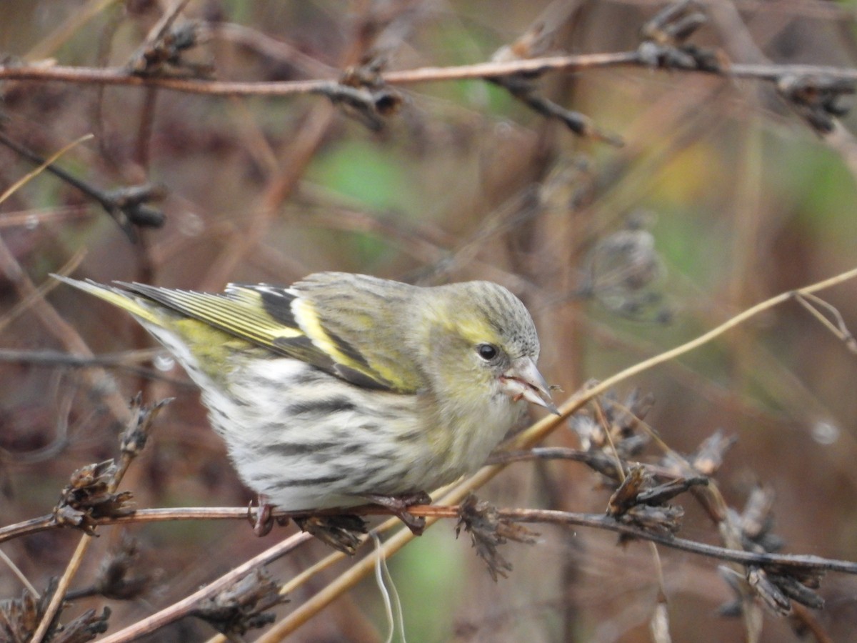 Jilguero Lúgano - ML644989363