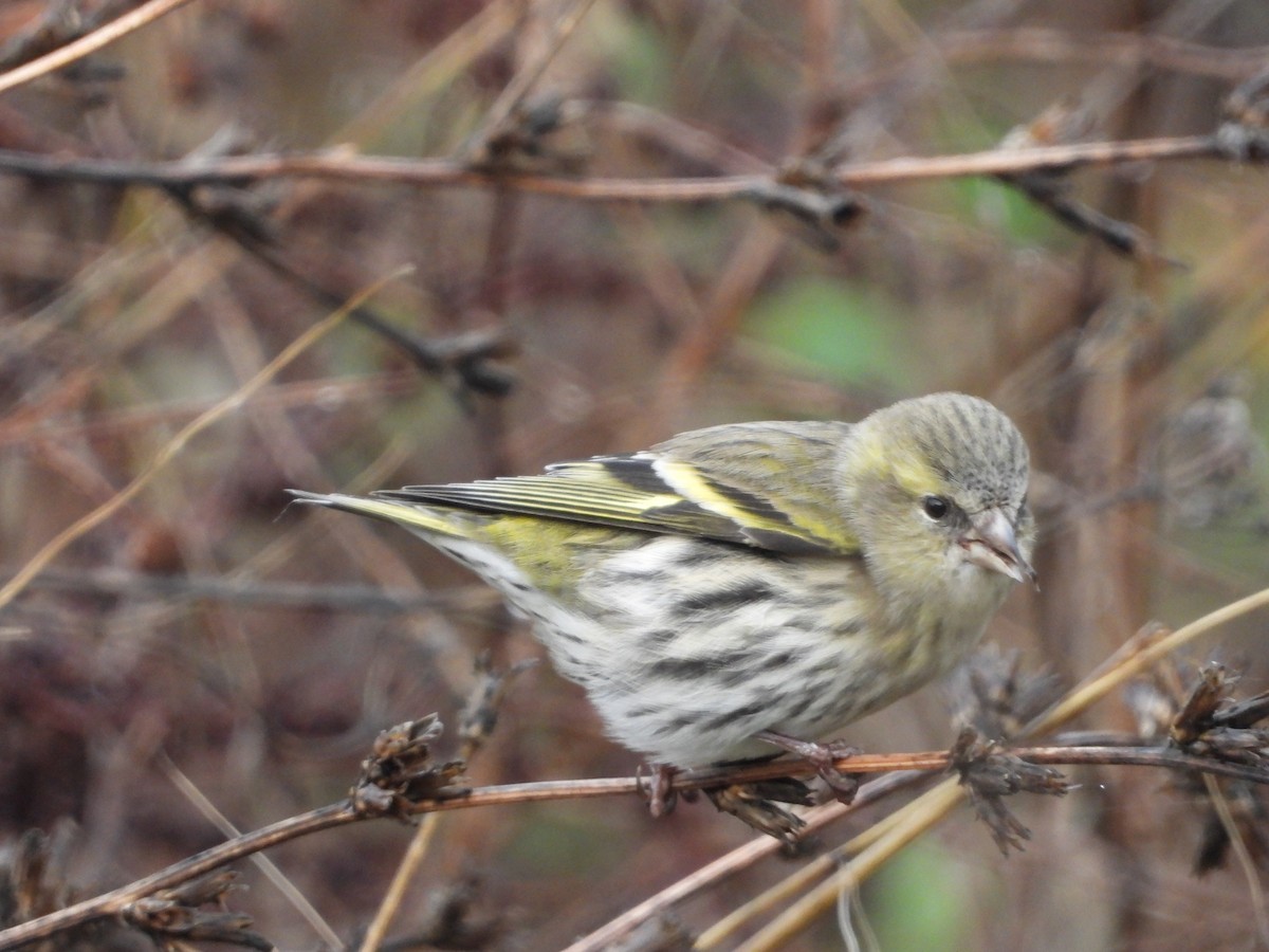 Jilguero Lúgano - ML644989364