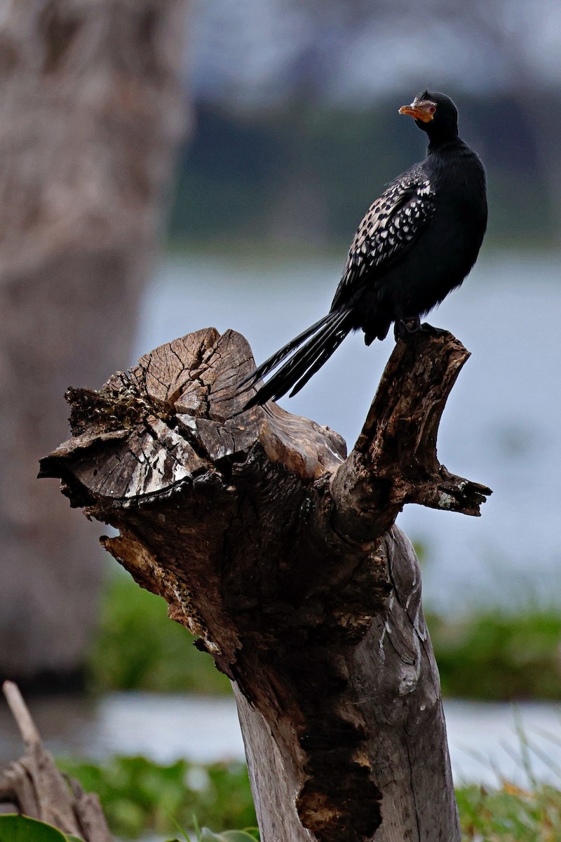 kormorán dlouhoocasý - ML644989367