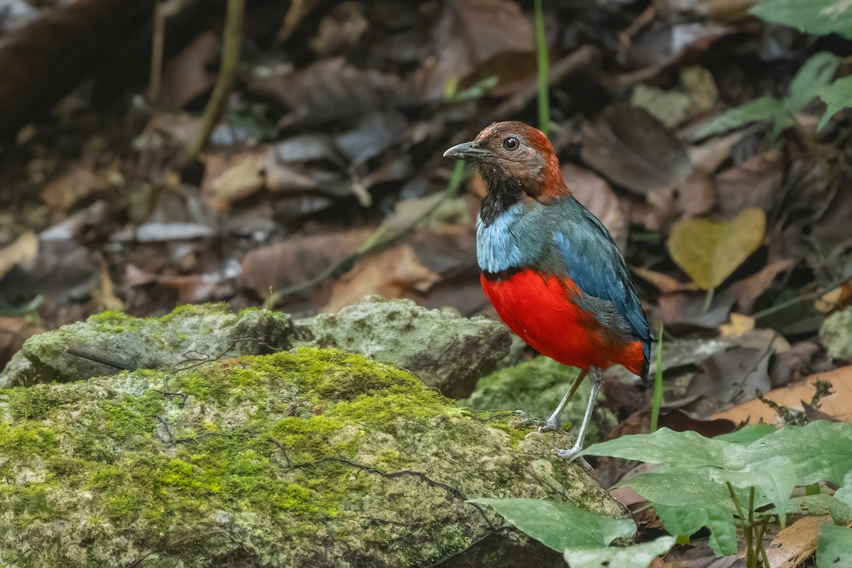 Papua-Blaubrustpitta - ML644989374