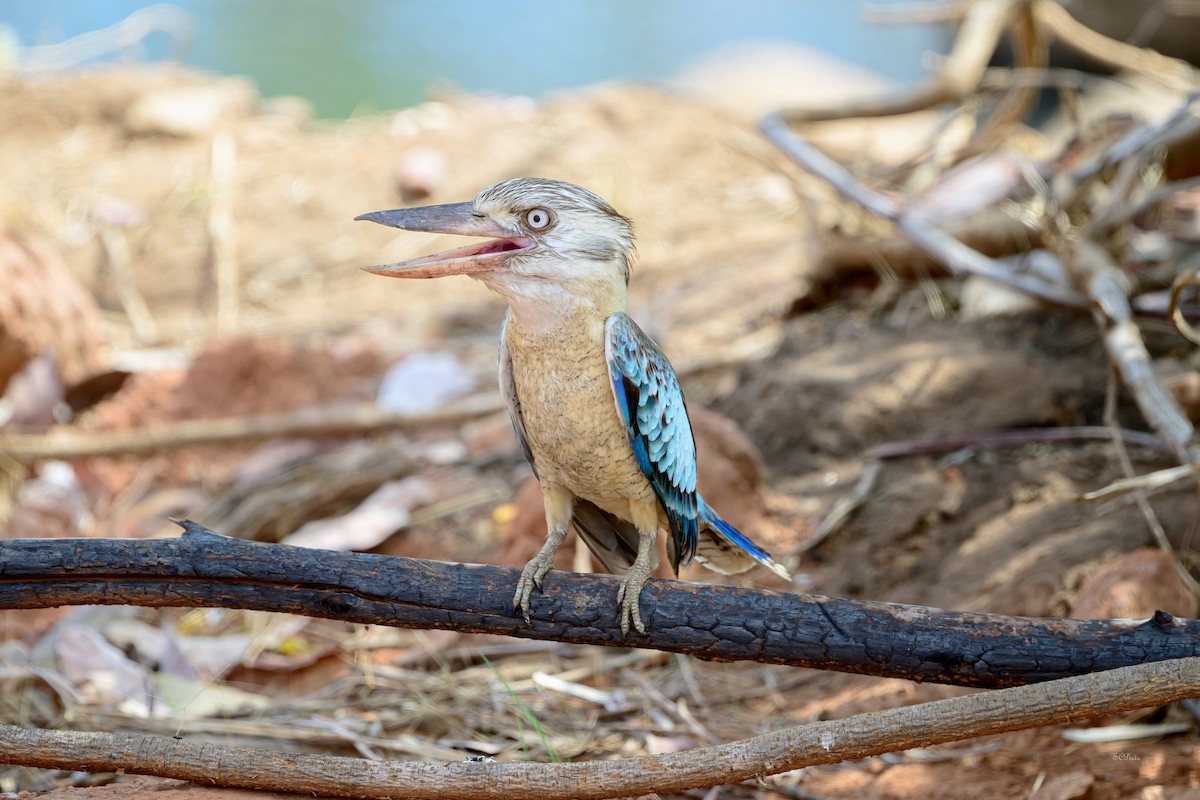 Blue-winged Kookaburra - ML644989390