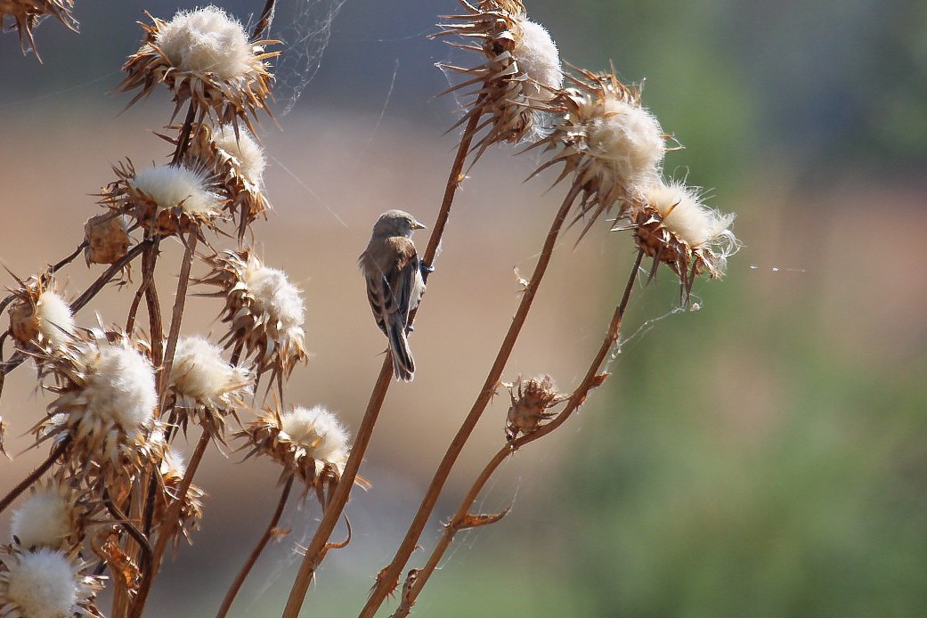 Eurasian Penduline-Tit - ML644989395