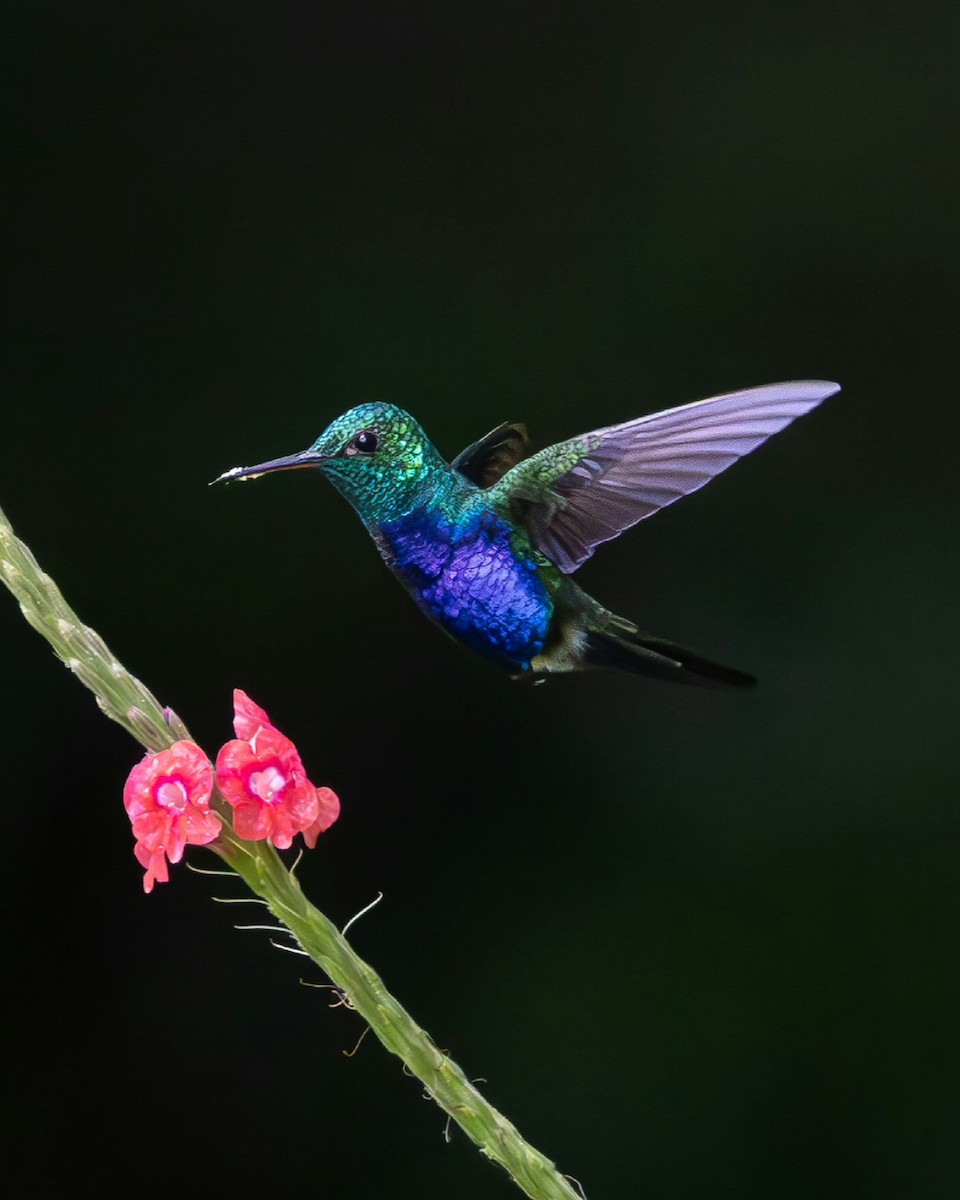 Violet-bellied Hummingbird - ML644989397