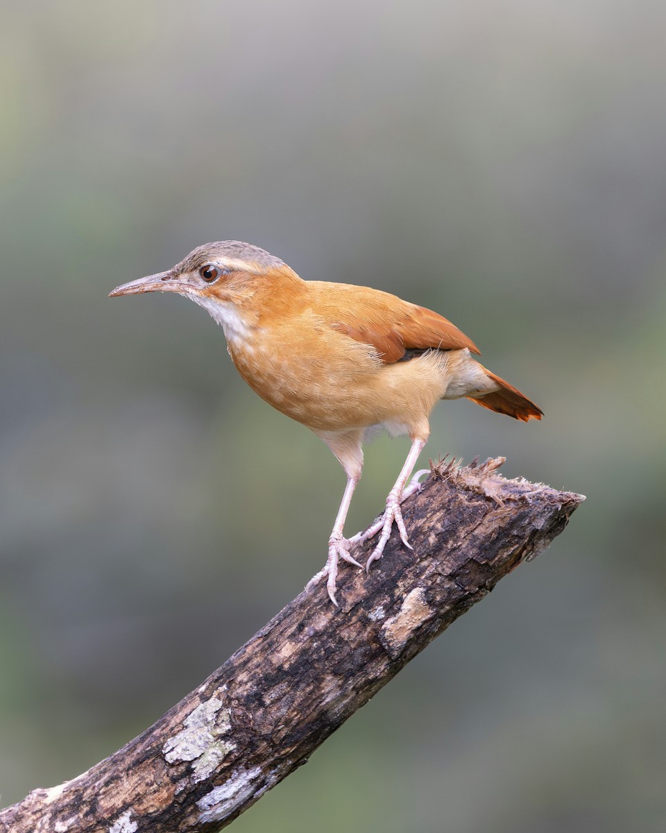 Caribbean Hornero - ML644989404