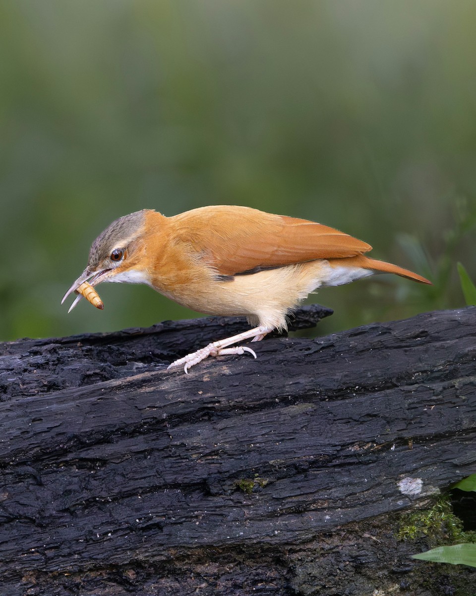 Caribbean Hornero - ML644989405