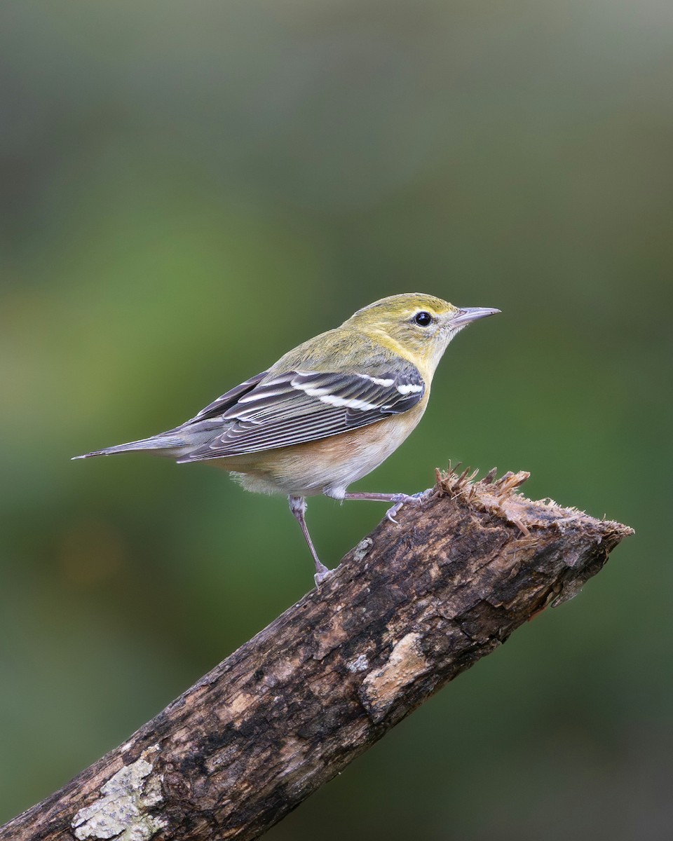 Bay-breasted Warbler - ML644989410